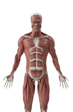 ANATOMIE